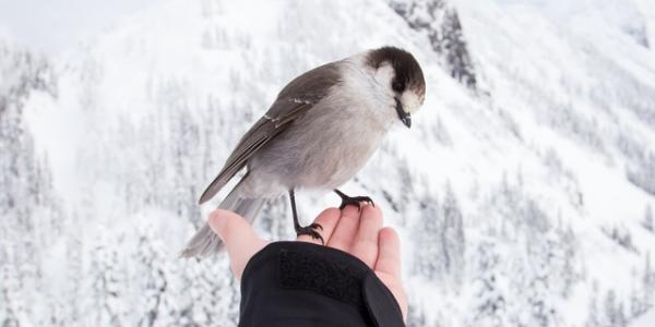 emotional support coworker Besties, emotional support birds, an