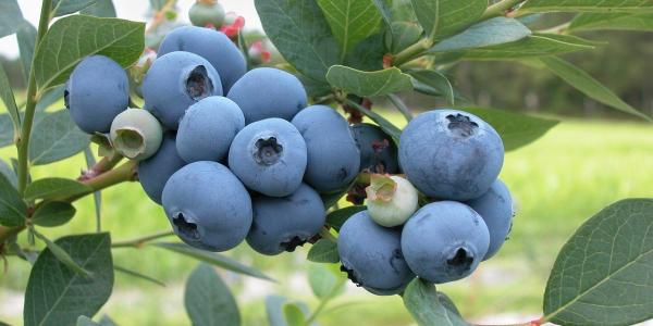 Blueberries - MSU Health4U