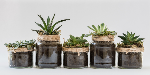 Gardening and Mental Health: Growing and Enjoying Succulent Plants